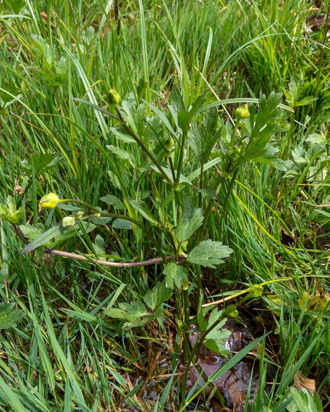 Ranunculus repens / Ranuncolo strisciante